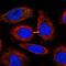 Schlafen Family Member 13 antibody, NBP1-93879, Novus Biologicals, Immunofluorescence image 