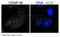 Centromere Protein M antibody, 26-125, ProSci, Enzyme Linked Immunosorbent Assay image 