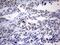 NGFI-A Binding Protein 1 antibody, MA5-26565, Invitrogen Antibodies, Immunohistochemistry paraffin image 