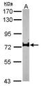 Interleukin 17 Receptor D antibody, TA308111, Origene, Western Blot image 