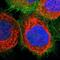 Myosin-Ib antibody, NBP1-87739, Novus Biologicals, Immunofluorescence image 