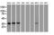 Caudal Type Homeobox 2 antibody, LS-C114416, Lifespan Biosciences, Western Blot image 