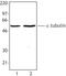 Tubulin Alpha 1c antibody, TA328042, Origene, Western Blot image 