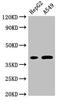 Forkhead Box I1 antibody, orb53431, Biorbyt, Western Blot image 