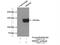 Serine And Arginine Repetitive Matrix 1 antibody, 12822-1-AP, Proteintech Group, Immunoprecipitation image 