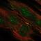 Transmembrane Protein 117 antibody, NBP2-68637, Novus Biologicals, Immunofluorescence image 