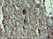 Growth Arrest And DNA Damage Inducible Gamma antibody, LS-C174353, Lifespan Biosciences, Immunohistochemistry frozen image 