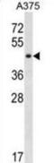 SGT1 Homolog, MIS12 Kinetochore Complex Assembly Cochaperone antibody, abx030530, Abbexa, Western Blot image 