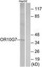 Olfactory Receptor Family 10 Subfamily G Member 7 antibody, TA316436, Origene, Western Blot image 