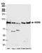 WD Repeat Domain 6 antibody, A305-829A-M, Bethyl Labs, Western Blot image 