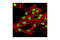 Sirtuin 1 antibody, 2028S, Cell Signaling Technology, Immunofluorescence image 