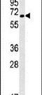 NEDD4 Binding Protein 3 antibody, PA5-25544, Invitrogen Antibodies, Western Blot image 