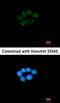 Valosin Containing Protein Interacting Protein 1 antibody, orb74273, Biorbyt, Immunocytochemistry image 