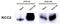 Regulator Of Chromosome Condensation 2 antibody, NBP1-32602, Novus Biologicals, Western Blot image 
