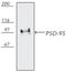 Discs Large MAGUK Scaffold Protein 4 antibody, ADI-VAM-PS002-E, Enzo Life Sciences, Western Blot image 