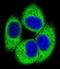 Testis Specific Serine Kinase 4 antibody, LS-C160282, Lifespan Biosciences, Immunofluorescence image 