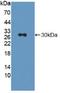 Lymphocyte Activating 3 antibody, LS-C686167, Lifespan Biosciences, Western Blot image 