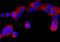 Estrogen Receptor 2 antibody, MAB7106, R&D Systems, Immunocytochemistry image 