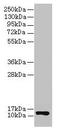 Cytochrome C Oxidase Subunit 6A1 antibody, LS-B10653, Lifespan Biosciences, Western Blot image 