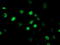RB Binding Protein 7, Chromatin Remodeling Factor antibody, M03708-2, Boster Biological Technology, Immunofluorescence image 