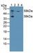 Prenylcysteine oxidase antibody, abx131433, Abbexa, Western Blot image 