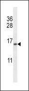 Elongin B antibody, LS-C161765, Lifespan Biosciences, Western Blot image 