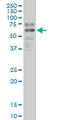 SRY-Box 9 antibody, LS-B4421, Lifespan Biosciences, Western Blot image 