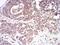 Complement Factor H Related 5 antibody, NBP2-52441, Novus Biologicals, Immunohistochemistry paraffin image 