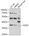 CD207 Molecule antibody, GTX64867, GeneTex, Western Blot image 