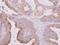 Tubulin Beta 2A Class IIa antibody, NBP2-15580, Novus Biologicals, Immunohistochemistry frozen image 