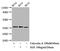 Eukaryotic Translation Initiation Factor 2 Subunit Alpha antibody, CSB-RA007523A51phHU, Cusabio, Western Blot image 