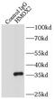 Heterogeneous Nuclear Ribonucleoprotein K antibody, FNab03955, FineTest, Immunoprecipitation image 