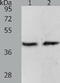 Paired Box 8 antibody, TA321579, Origene, Western Blot image 