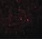 Angiogenin antibody, PA5-34422, Invitrogen Antibodies, Immunofluorescence image 