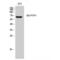 Protein Tyrosine Phosphatase Non-Receptor Type 6 antibody, LS-C386062, Lifespan Biosciences, Western Blot image 