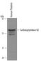 Carboxypeptidase B2 antibody, AF6036, R&D Systems, Western Blot image 