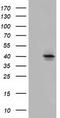 Solute Carrier Family 30 Member 3 antibody, TA501498, Origene, Western Blot image 