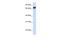 Pleckstrin Homology Domain Containing A4 antibody, A15429, Boster Biological Technology, Western Blot image 