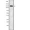 Neurobeachin Like 1 antibody, abx217058, Abbexa, Western Blot image 