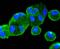 Phosphatase And Tensin Homolog antibody, A00006-3, Boster Biological Technology, Immunocytochemistry image 