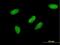 Transcription Elongation Factor A3 antibody, H00006920-M06, Novus Biologicals, Immunofluorescence image 