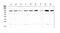 PR/SET Domain 1 antibody, A00412-1, Boster Biological Technology, Western Blot image 