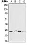 Interleukin 37 antibody, MBS822158, MyBioSource, Western Blot image 