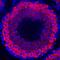 Piwi Like RNA-Mediated Gene Silencing 1 antibody, AF6548, R&D Systems, Immunohistochemistry frozen image 