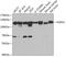 Heat Shock Protein Family H (Hsp110) Member 1 antibody, GTX64587, GeneTex, Western Blot image 