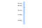 Chromosome 16 Open Reading Frame 71 antibody, 26-674, ProSci, Western Blot image 