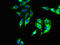 DnaJ Heat Shock Protein Family (Hsp40) Member B14 antibody, orb34689, Biorbyt, Immunocytochemistry image 