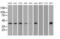 Nucleoredoxin Like 2 antibody, MA5-25121, Invitrogen Antibodies, Western Blot image 