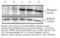 Phosphoserine antibody, ADI-KAP-ST2103-E, Enzo Life Sciences, Western Blot image 