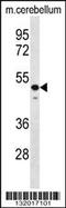 STAM Binding Protein antibody, 56-589, ProSci, Western Blot image 